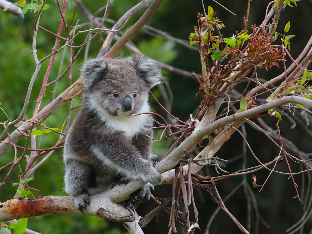 Een koala zit in een eucalyptusboom in het natuurreservaat