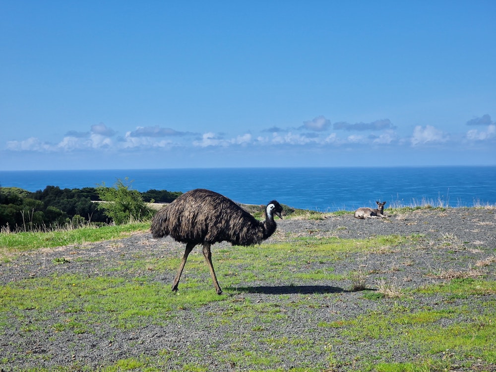 Een emoe loopt over het gras met op de achtergrond de blauw oceaan
