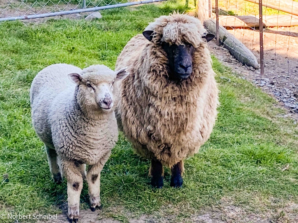 Newzealand south sheep Karetu Downs clients Scheibel