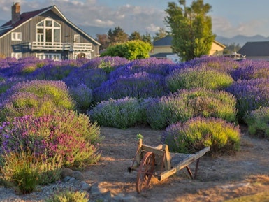 Uitzicht op een huis met lavendelbloemen