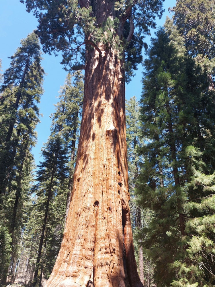 Großer Baum in Kalifornien