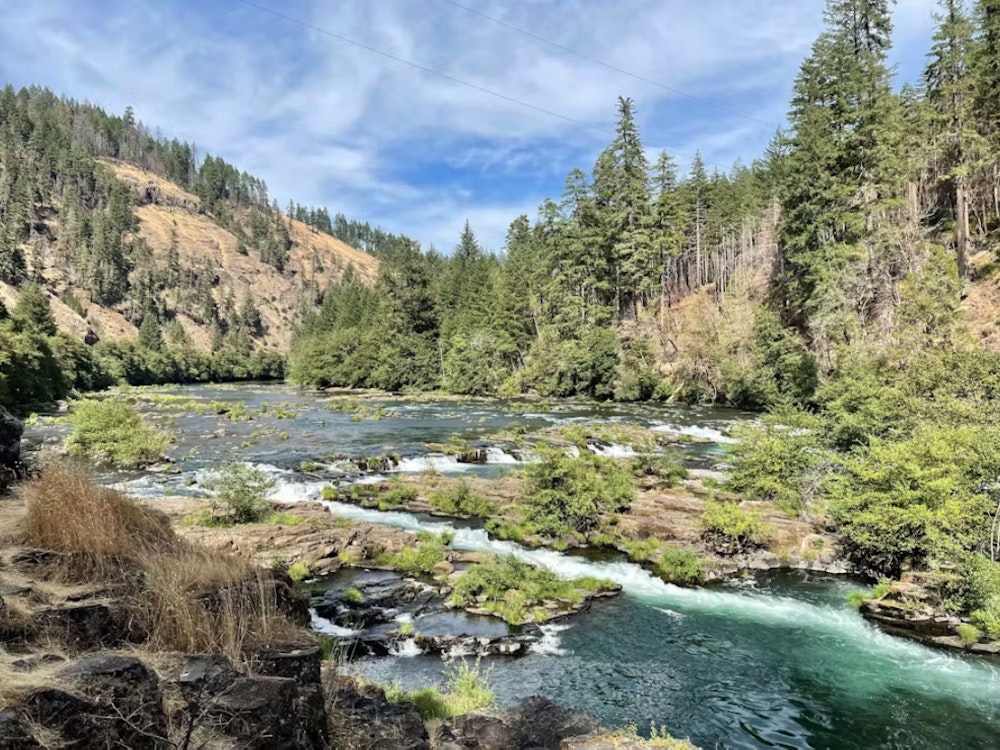 Fluss mit Tannen in Oregon