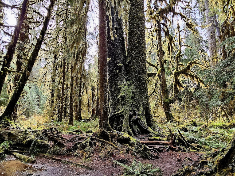 Märchenwald mit viel Moos und sattem Grün im Olympic Nationalpark, Washington