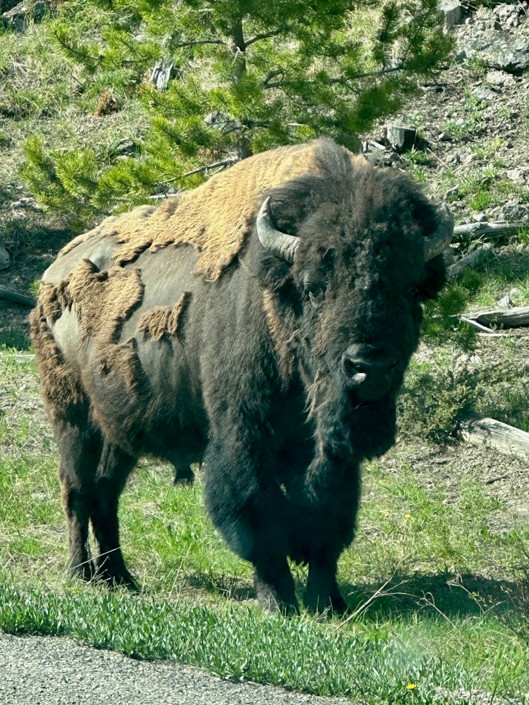 Yellowstone NP bison Family Cesar pictre