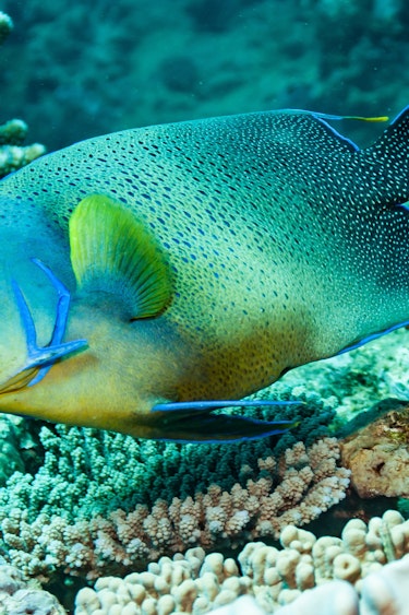 Australien Ningaloo Reef Fisch