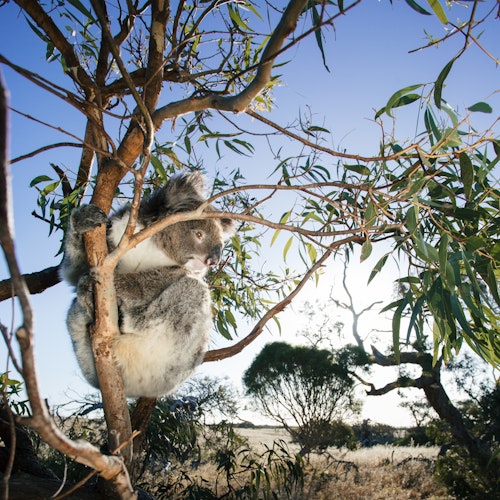 Koala sitzt in Eukalyptus-Baum in Australien