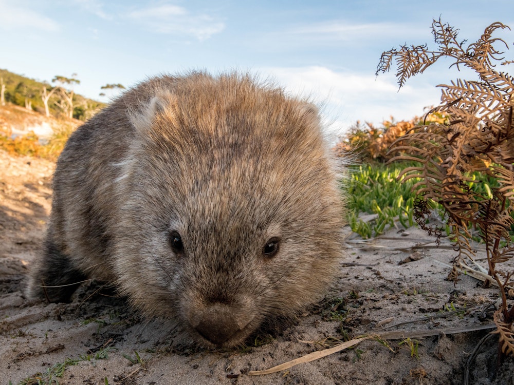 Wombat in Tasmanien