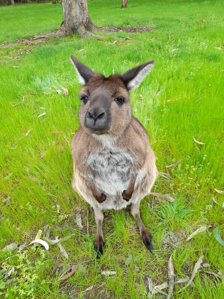 Ein Känguru schaut von unten direkt in die Kamera, es sitzt auf einer grünen Wiese.