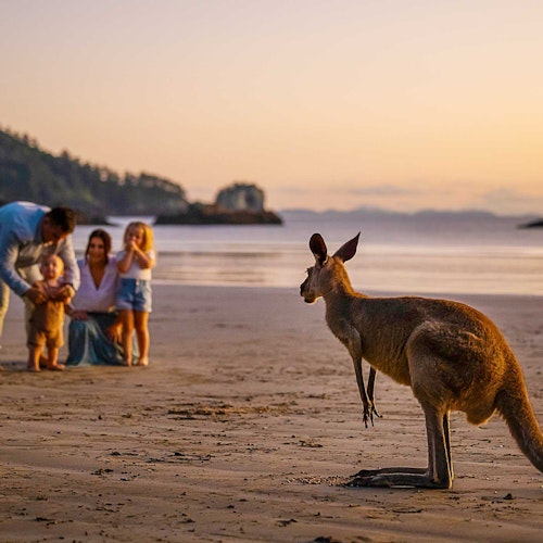 Eine Familie (Eltern und zwei Kinder) beobachten ein Känguru am Strand bei Sonnenuntergang