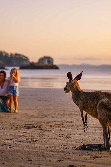 Australien Queensland Strand Känguru mit Familie