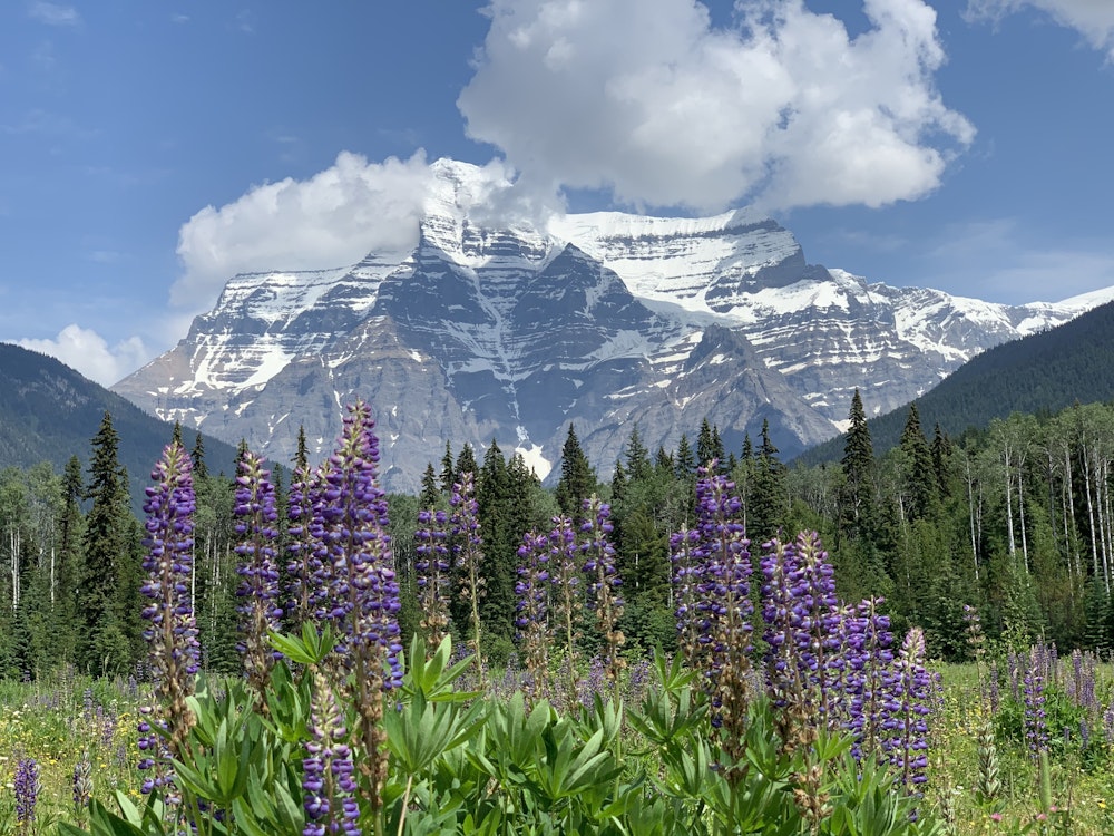 Schneebedeckter Berg und lila Blumen in Kanada