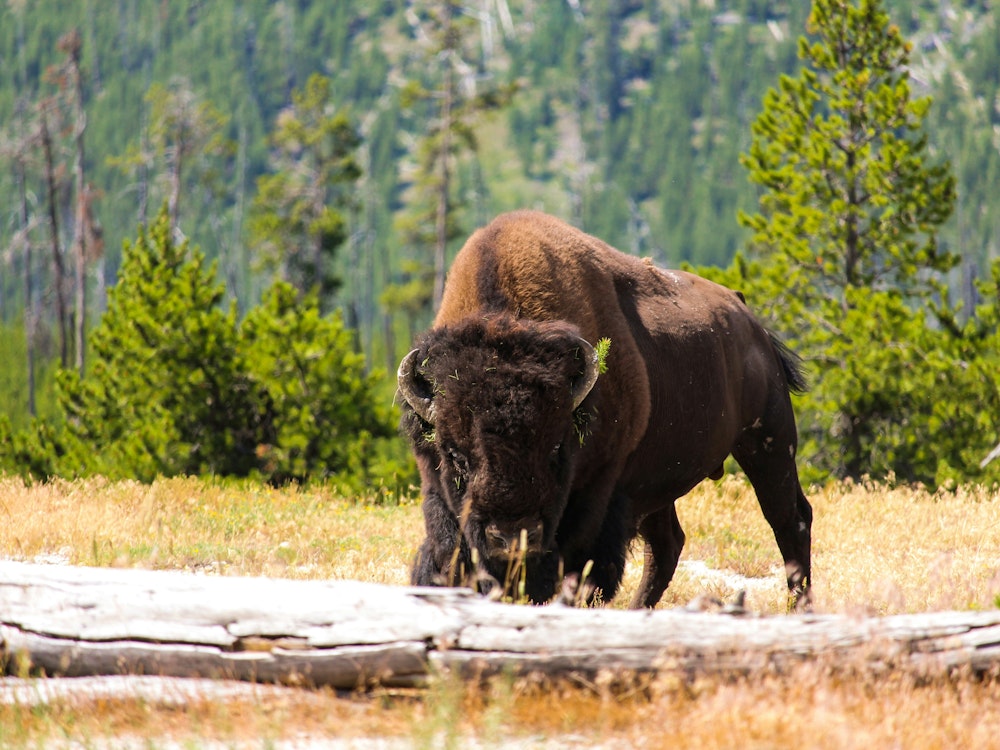 Großer Bison steht auf Wiese