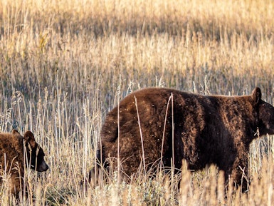 Een moeder beer loopt met haar jong door het gras in Grand Teton National Park
