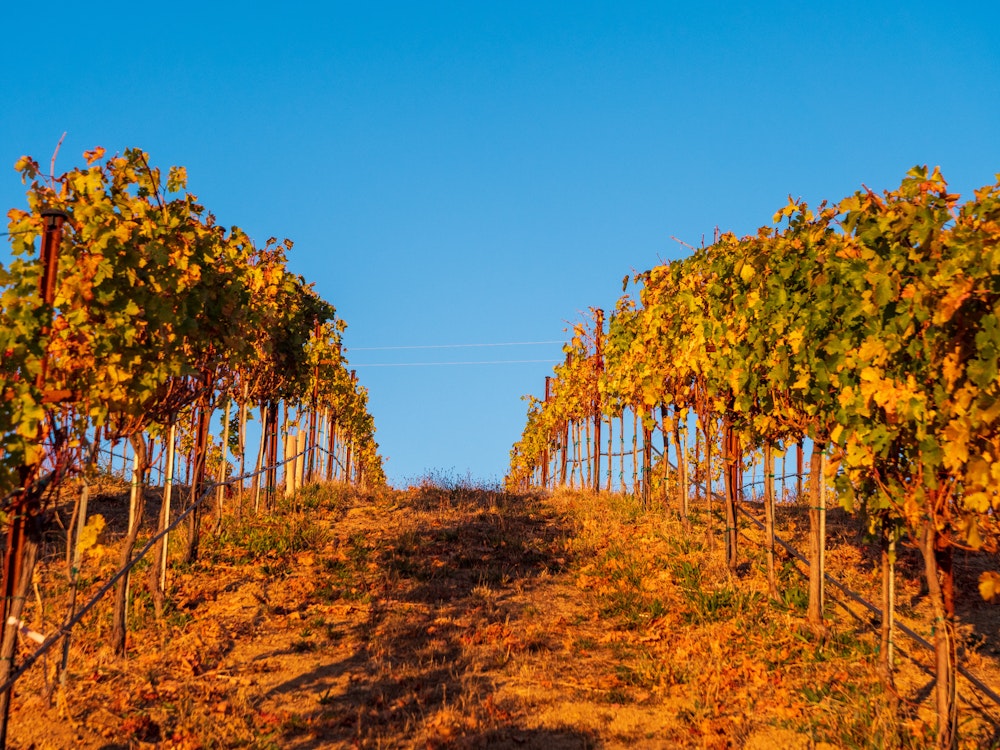 Weinanbau in den USA | USA Reisen