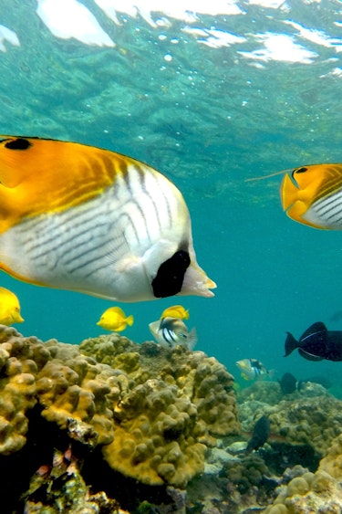 Usa hawaii kikakapu fish underwater kona