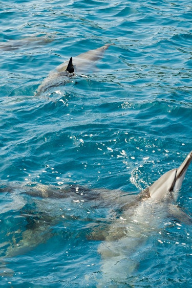 Usa hawaii big island spinner dolphins