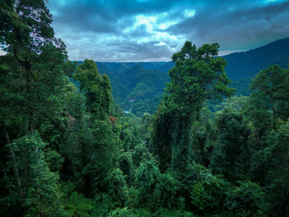 Tropische dichte Regenwälder in Queensland
