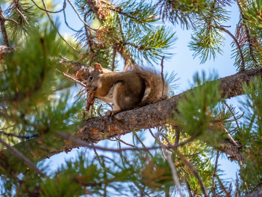 Eichhörnchen auf einem Nadelbaum in Nordamerika | USA Urlaub
