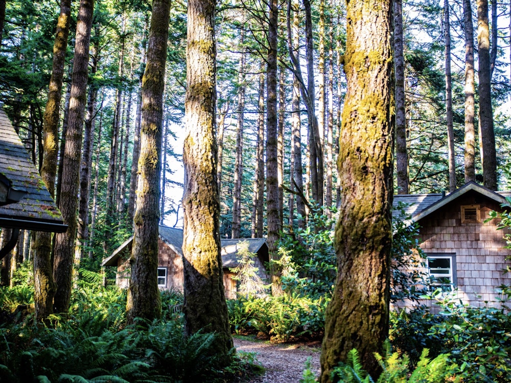 Huisjes staan in het bos in Oregon