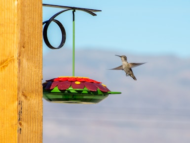 Een kolibrie die stilstaand vliegt