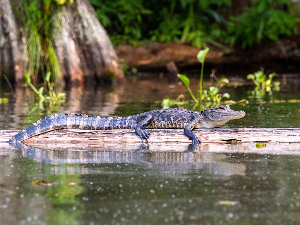 Alligator zit op een tak in het moeras van Louisiana