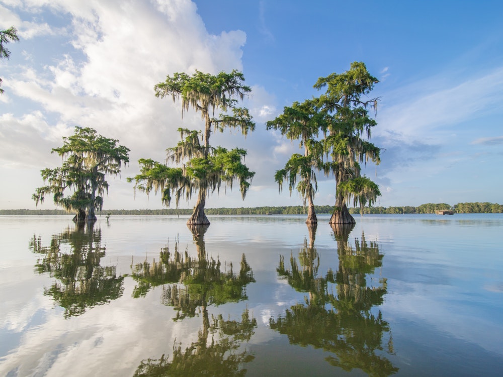 Bomen staan in het water in een moeras in Louisiana