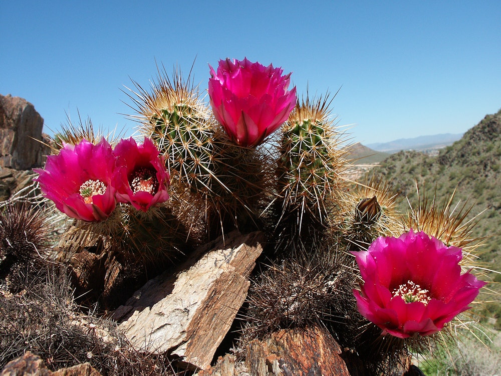 Photos Cactus Flower