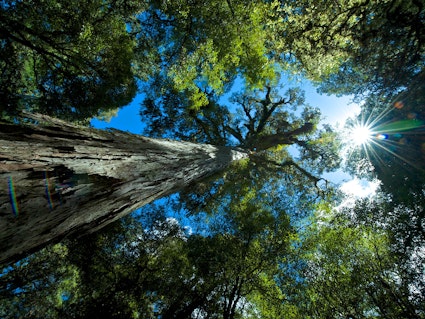 Een boom in Te Urewera national park, Australie