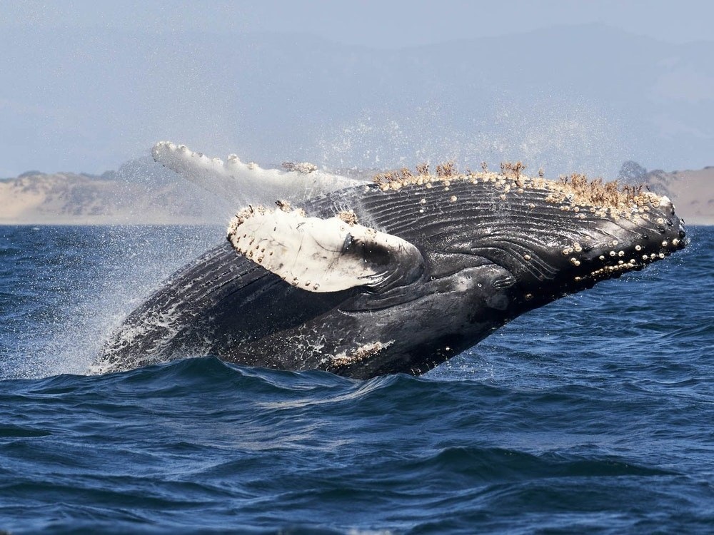 Buckelwal springt aus Wasser in Big Sur