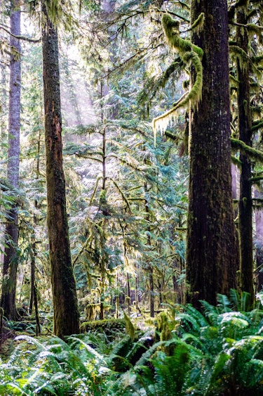 USA Washington State Olympic Nationalpark Wald (partner besttime)