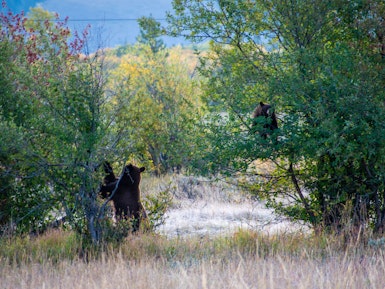 Een beer krabt aan een boom en een beer klimt in een boom in Grand Teton National Park