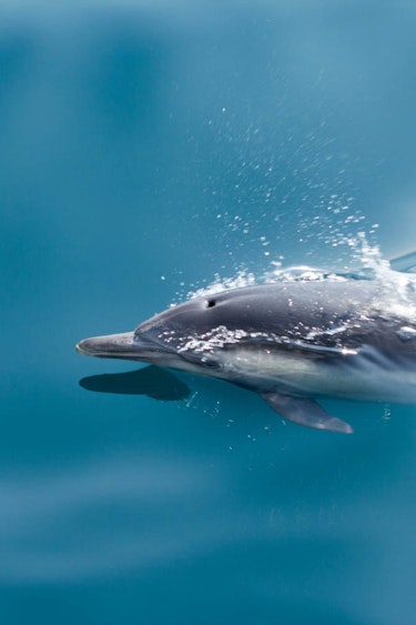 USA Kalifornien Delfin