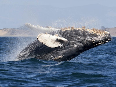 USA California Monterey Bay Whale watching c Mike Doherty unsplash