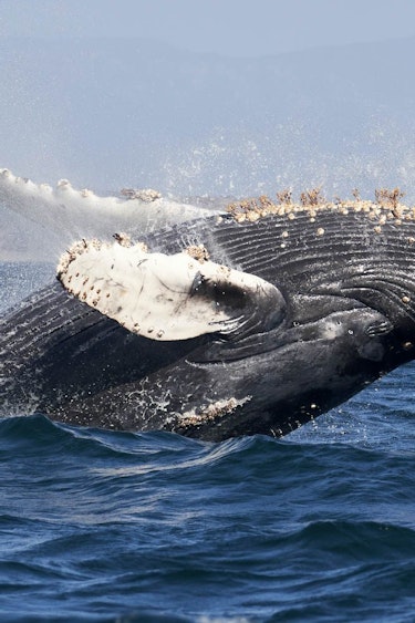 USA California Monterey Bay Whale watching c Mike Doherty unsplash