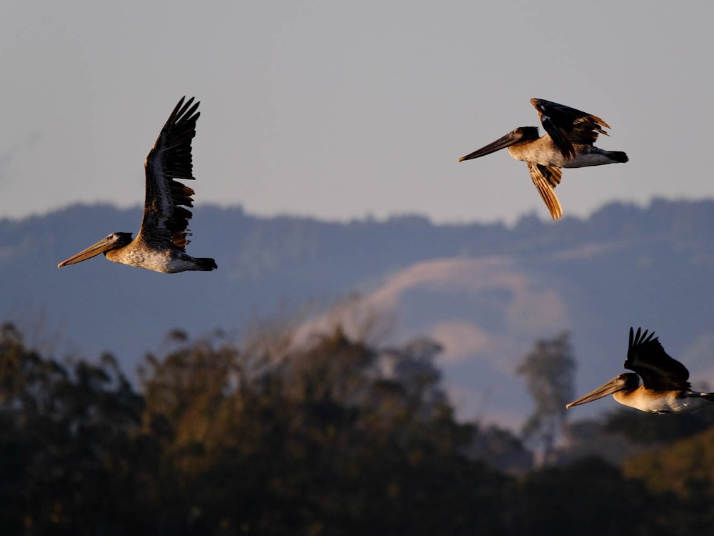 Pelikane Monterey Bay, Kalifornien | USA Reisen