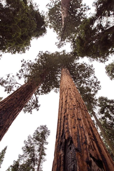 USA Sequoia National Park c vladimir kudinov unsplash