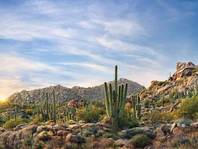 Sonora-Wüste in Arizona mit Saguaro-Kaktus | USA Reisen