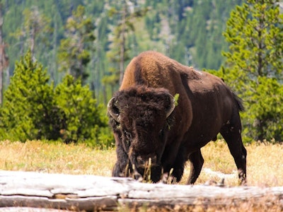 Bison auf Wiese im Yellowstone Nationalpark