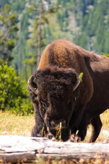USA Wyoming Yellowstone Nationalpark Bison
