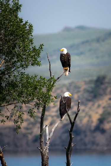 United states couple bald eagle
