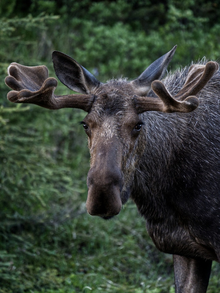 ca_wildlife_moose near fort nelson_northern rockies and alaska highway