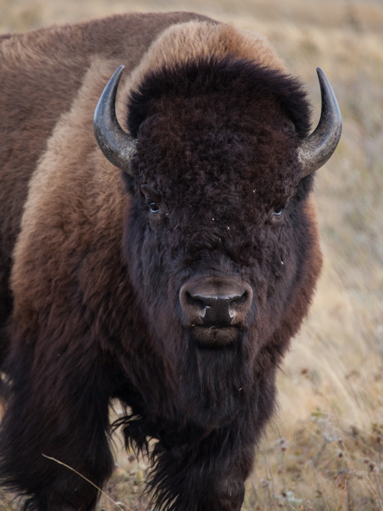 ca_waterton lakes national park_buffalo_wildlife