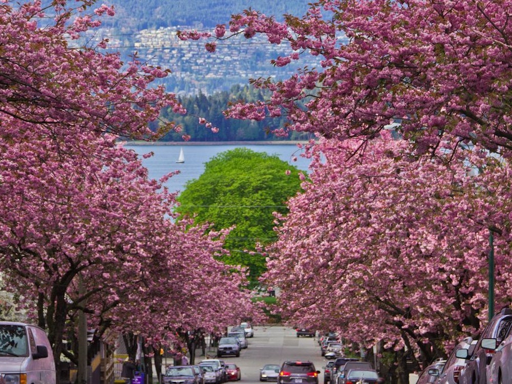 Cherry blossom trees in pink bloom in Vancouver