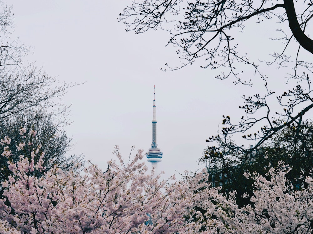 Canada toronto spring jennifer chen