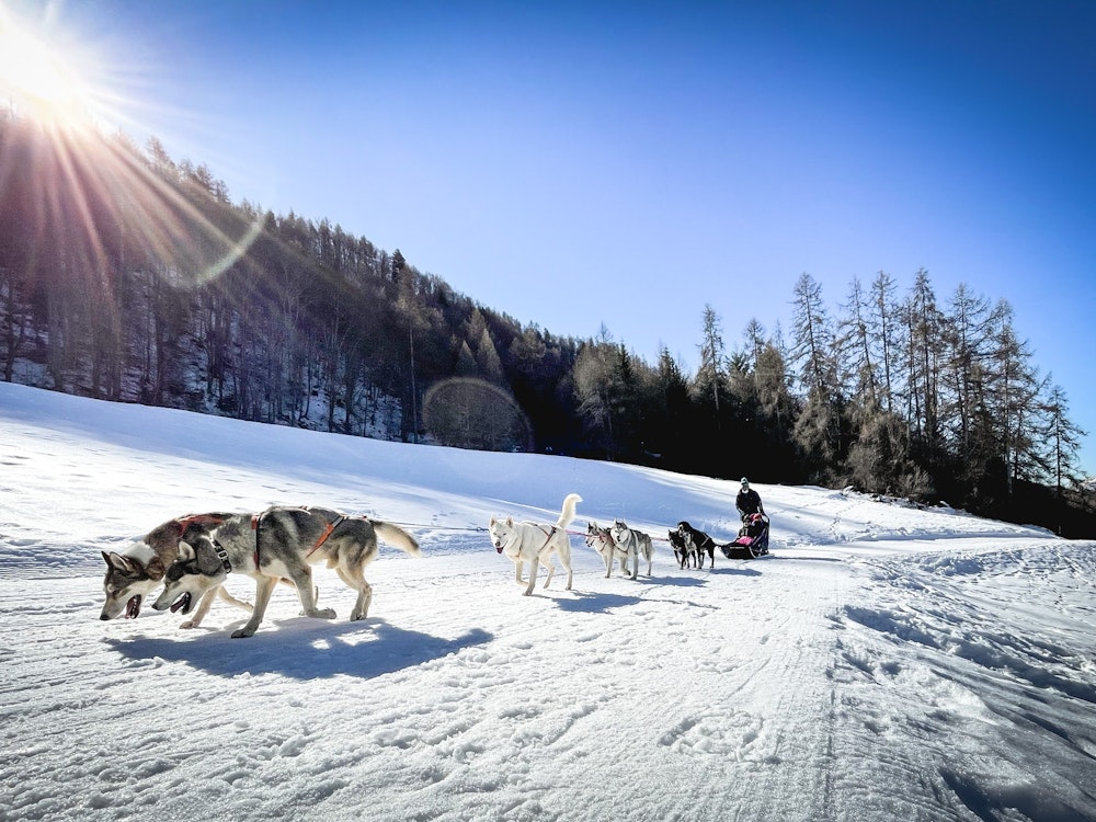 Canada winter dog sled kevin bessat