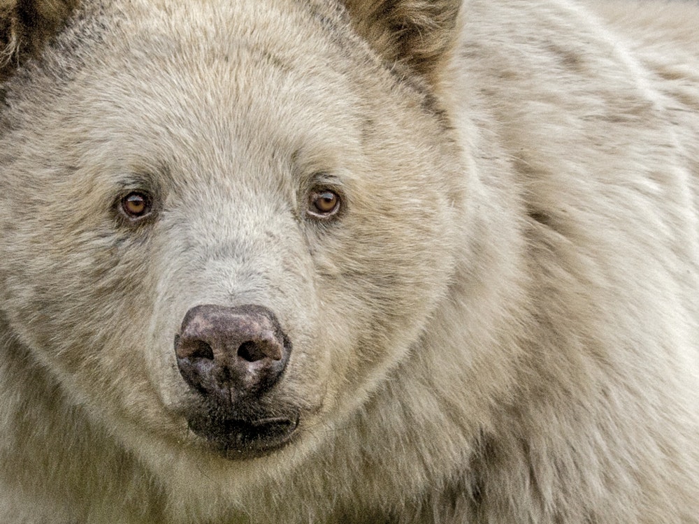 ca_great bear rainforest_spirit bear (kermode bear)_northern bc_wildlife