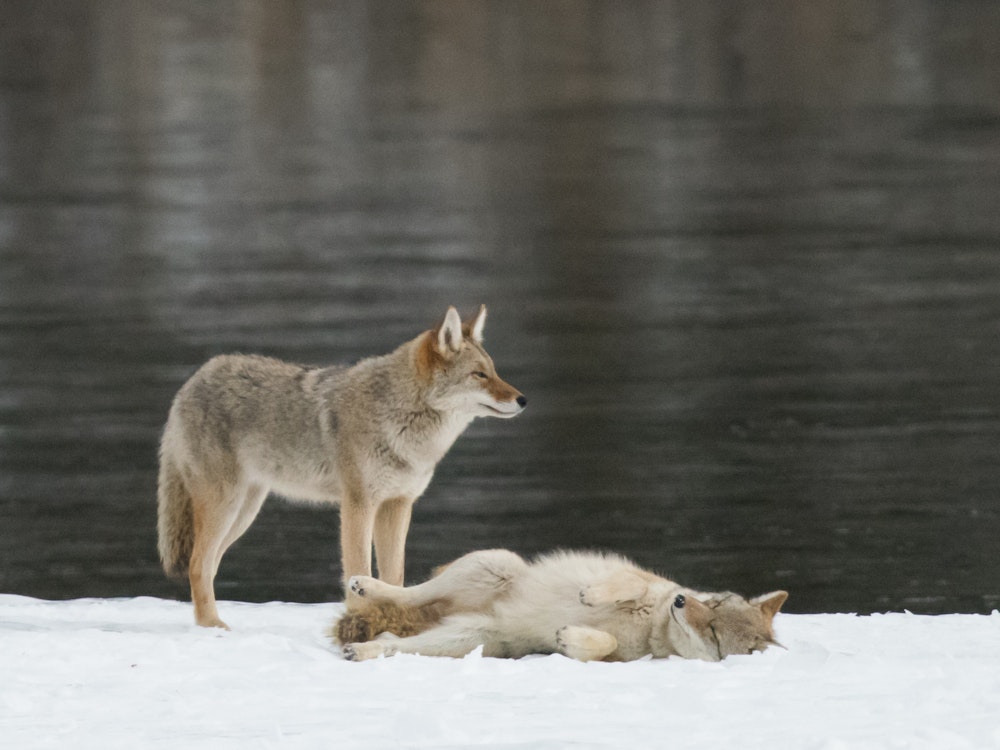 ca_jasper national park_wolves_wildlife_snow