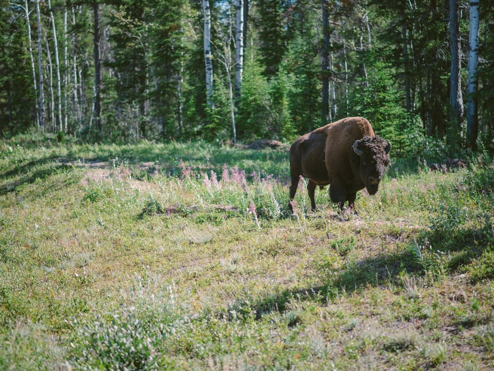 ca_wood buffalo national park_buffalo