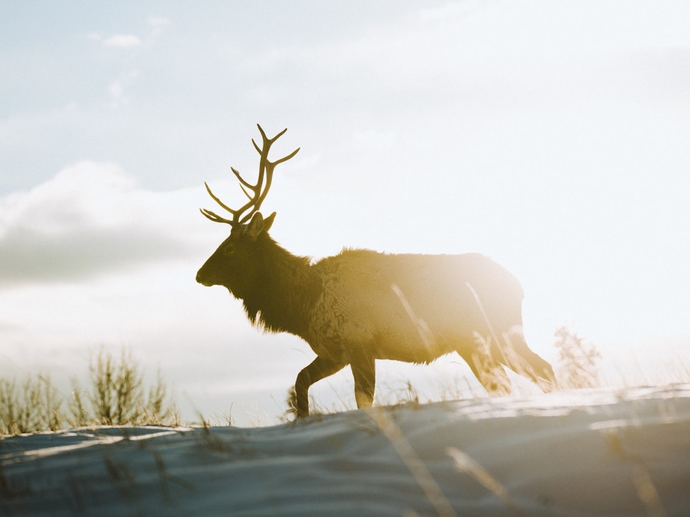 ca_banff national park_elk buck running in the snow
