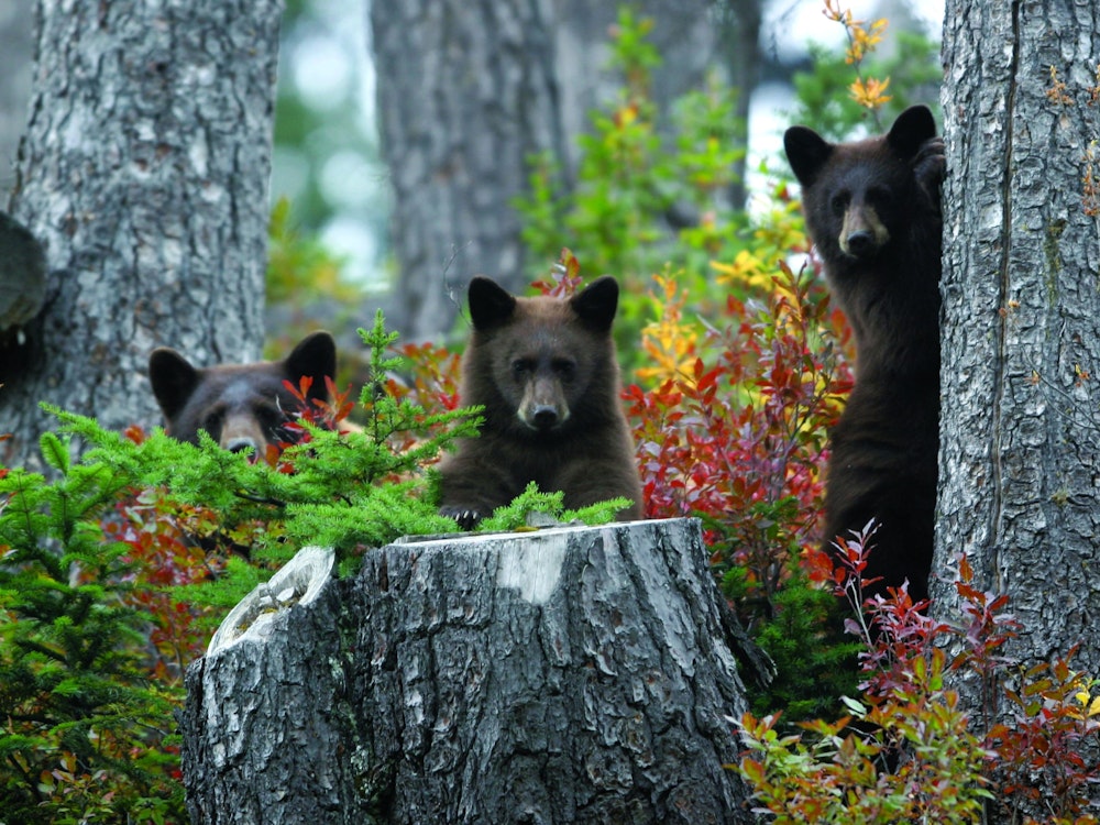 Drie beren kijken naar de camera in een bos in Whistler Canada